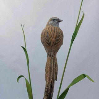 Fernbird