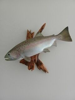 Rainbow Trout