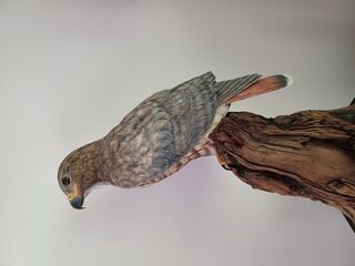 American - Red Tailed Hawk