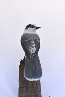 Canada Grey Jay - 1