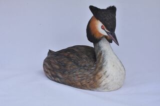 Great Crested Grebe