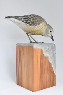 New Zealand Dotterel