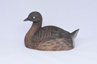 Dabchick