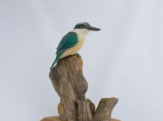 Sacred Kingfisher