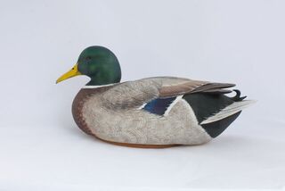 Mallard Drake