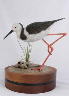 Pied Stilt