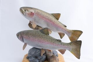 Rainbow Trout