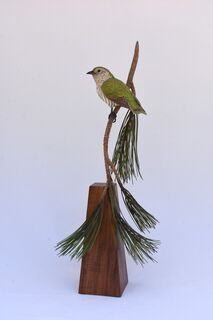 Shining Cuckoo - 1