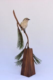 Shining Cuckoo - 2