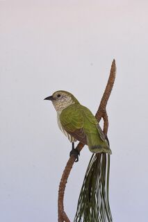 Shining Cuckoo - 3