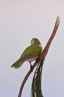 Shining Cuckoo - 4