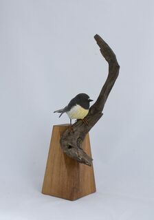 Tomtit - South Island - Male