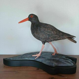 Variable Oystercatcher