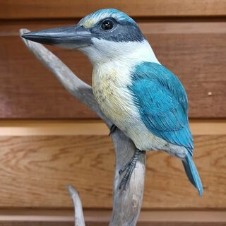 Sacred Kingfisher