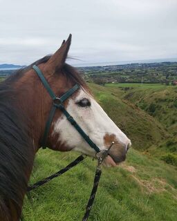 Barcoo Bridle | LS Equestrian NZ