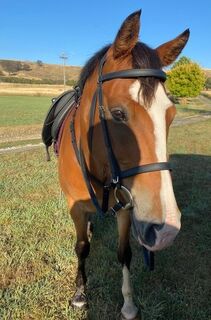 Cavesson Bridle | LS Equestrian NZ