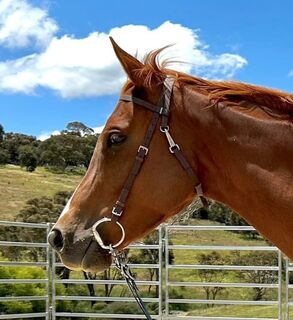 Race Bridles | LS Equestrian NZ
