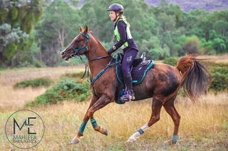 Alfa Endurance Equestrian | LS Equestrian NZ
