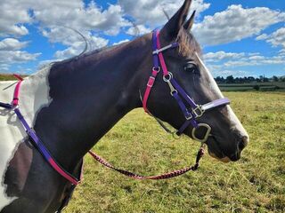 Style Your Own Bridles | LS Equestrian NZ