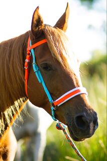 3 in 1 Bridle - Design your own