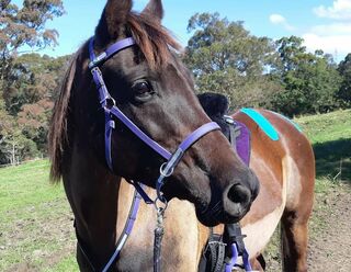 Reflective Multi Bridle - Design your Own