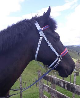 Side Pull Bitless Bridle - Design your Own