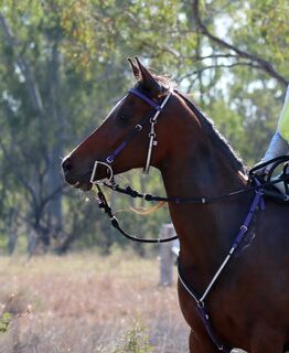 Reflective Race Bridle - Design your Own