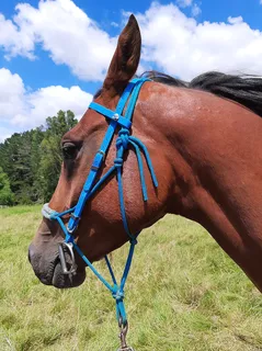 LS Deux Headstall- Multiple colours available