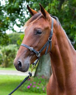 Design Your Own Buckle Nose Halter - Single Tone