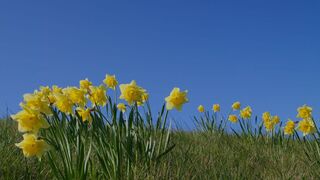 GRASS + SPRING HELP