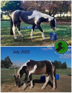 Cruize Before + After