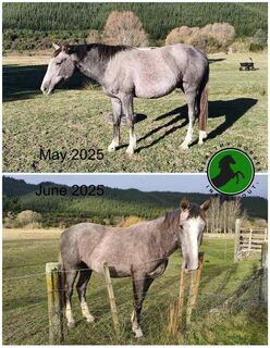 Bracken Before + After