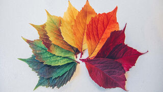 Seasonal Fragrances