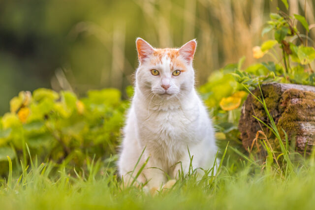 Cats
