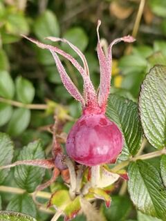 The Healing Power of Rosehips