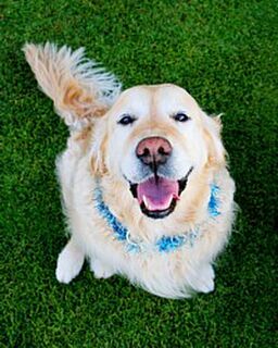 Are Bully Sticks Good for Dogs?