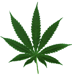 Decriminalization of Marijuana