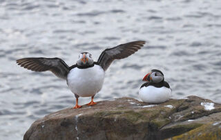 Puffins, Farne Islands, Northumberland