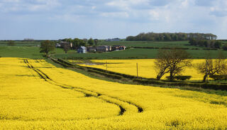 Rape field