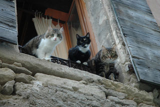Trois chats. En face de notre apartment, Bonnieux.  