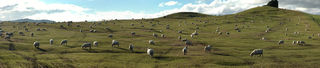 Sheep standing around - as sheep usually do