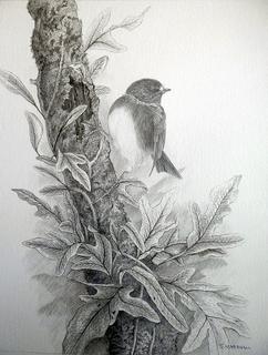 'New Zealand Bush Robin' by Janet Marshall (SOLD)