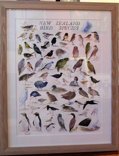'New Zealand Bird Species' by Eliza Xi