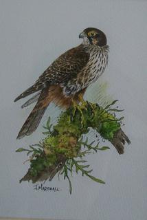 NZ Falcon by Janet Marshall (SOLD)