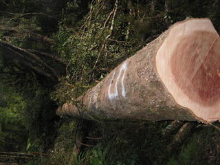heli logging totara