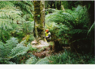 Heli-logging Wanganui