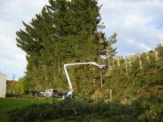 tree topping & controlled felling