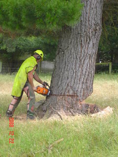 large tree felling