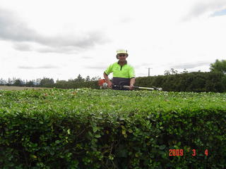 Hedge topping fine trimming Canterbury