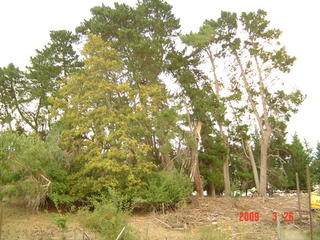 Oldman Pine Trees